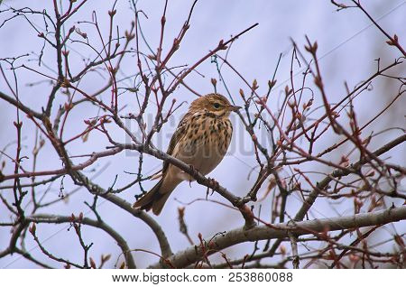 Tree Pipit (anthus Trivialis) Is Going To Sing A Song In The Spring During The Breeding Season.