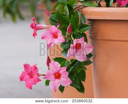 Apocynaceae Mandevilla Sanderi Grade Rosea, Beautiful Pink Flowers Form Of Bells With An Orange Core