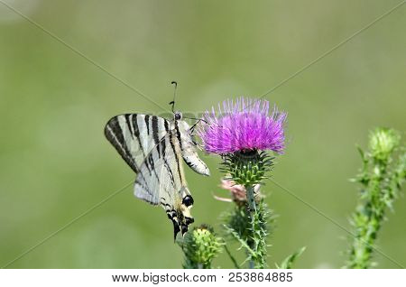 The Scarce Swallowtail It Is Also Called Sail Swallowtail Or Pear-tree Swallowtail.podalirius (latin