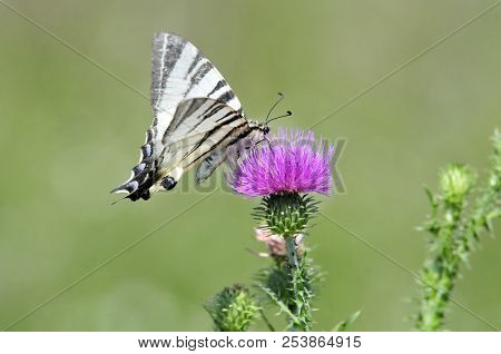The Scarce Swallowtail It Is Also Called Sail Swallowtail Or Pear-tree Swallowtail.podalirius (latin