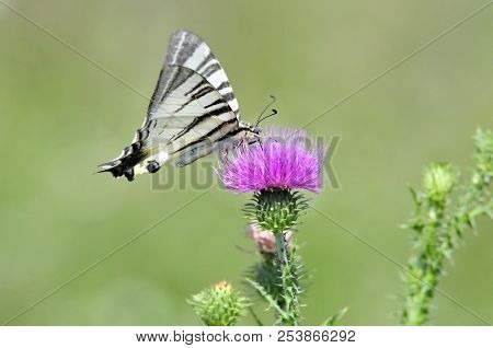 The Scarce Swallowtail It Is Also Called Sail Swallowtail Or Pear-tree Swallowtail.podalirius (latin