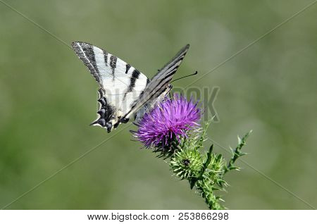 The Scarce Swallowtail It Is Also Called Sail Swallowtail Or Pear-tree Swallowtail.podalirius (latin