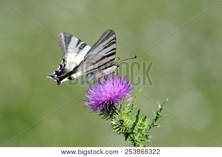 The Scarce Swallowtail It Is Also Called Sail Swallowtail Or Pear-tree Swallowtail.podalirius (latin