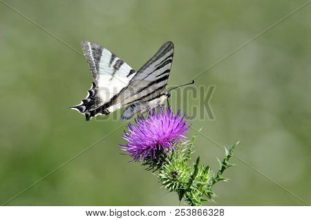 The Scarce Swallowtail It Is Also Called Sail Swallowtail Or Pear-tree Swallowtail.podalirius (latin