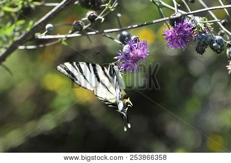 The Scarce Swallowtail It Is Also Called Sail Swallowtail Or Pear-tree Swallowtail.podalirius (latin