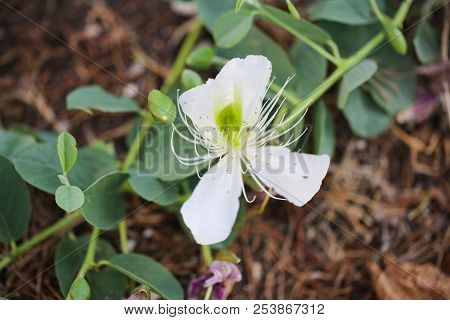The Caper Flower. Capparis Spinosa, The Caper Bush, Also Called Flinders Rose. Capparaceae Family
