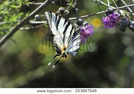 The Scarce Swallowtail It Is Also Called Sail Swallowtail Or Pear-tree Swallowtail.podalirius (latin