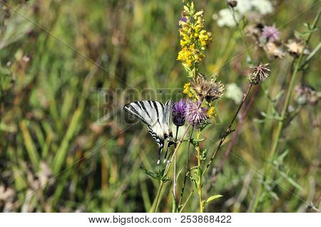 The Scarce Swallowtail It Is Also Called Sail Swallowtail Or Pear-tree Swallowtail.podalirius (latin