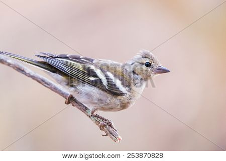 Close Up Portrait Of Female Fringilla Coelebs Or Pinzon Vulgar