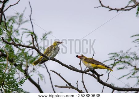 Young Eurasian Golden Oriole Or Oriolus Oriolus Feeds The Chick.