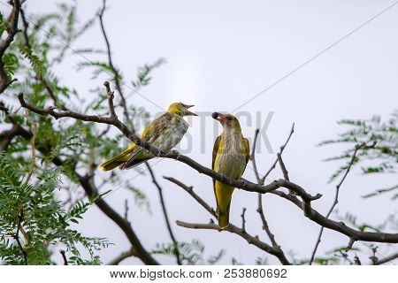 Young Eurasian Golden Oriole Or Oriolus Oriolus Feeds The Chick.