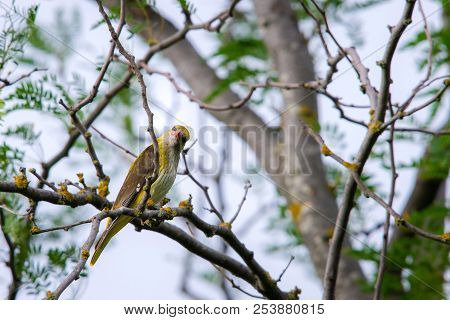 Young Eurasian Golden Oriole Or Oriolus Oriolus.