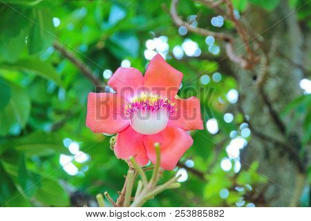 Beautiful In Pink Of  Cannonball Flower (call Sal Flower In Thai)  With Background Green. Selective 