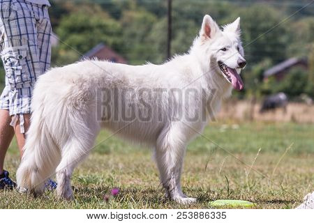 Portrait Of Swiss White Shepherd Dog Living In Belgium And Playing With Fresbee