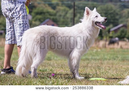 Portrait Of Swiss White Shepherd Dog Living In Belgium And Playing With Fresbee