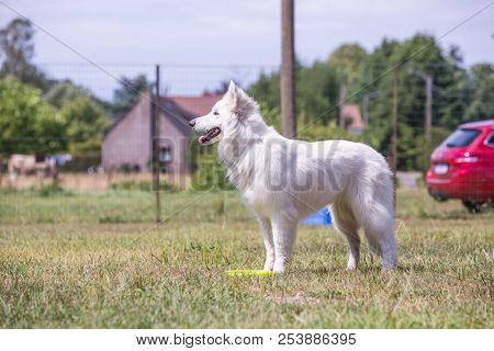 Portrait Of Swiss White Shepherd Dog Living In Belgium And Playing With Fresbee