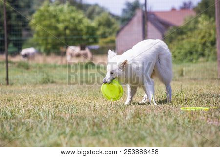 Portrait Of Swiss White Shepherd Dog Living In Belgium And Playing With Fresbee