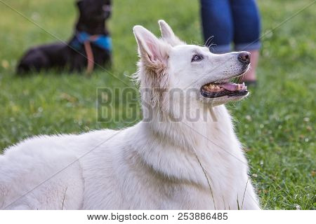 Portrait Of Swiss White Shepherd Dog Living In Belgium And Playing With Fresbee