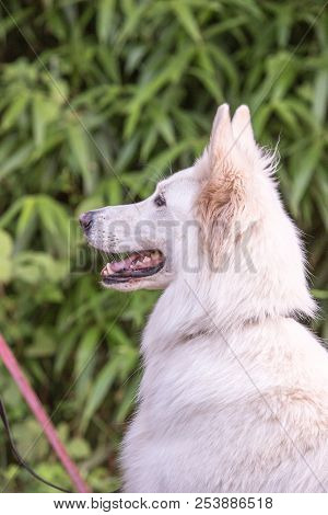 Portrait Of Swiss White Shepherd Dog Living In Belgium And Playing With Fresbee