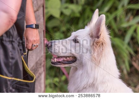 Portrait Of Swiss White Shepherd Dog Living In Belgium And Playing With Fresbee
