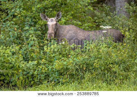 Female Moose Or Elk (alces Alces) Feeding On Leaves In Bushes Of Glaskogen Nature Reserve Sweden