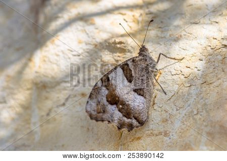 Hermit (chazara Briseis) Is A Butterfly Species Belonging To The Family Nymphalidae. Perched On Brig