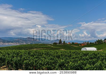 Penticton, Canada - August 04, 2018 : View Of Vineyard In The Okanagan Valley Penticton British Colu