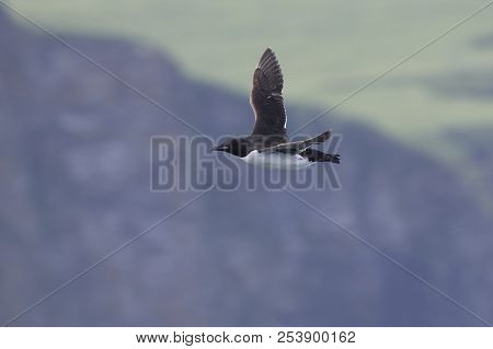 Brunnichs Guillemot Which Flies Against The Background Of Rocky Coastline