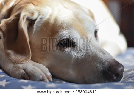 Cute White Labrador Retriever Dog Is Lying On The Floor At Home/ Funny Animals/ Silly Face