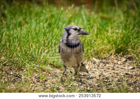 North American Blue Jay Enjoying A Nice Summer Day