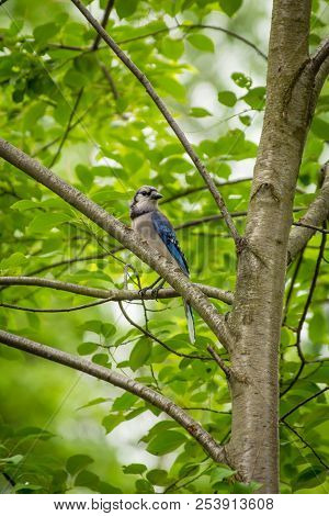 North American Blue Jay Enjoying A Nice Summer Day