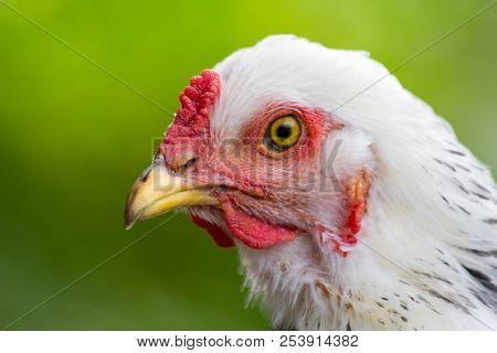 Large Adult Light Brahma Chicken Farm Hen Portrait