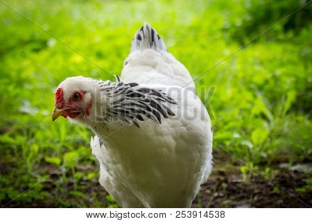 Large Adult Light Brahma Chicken Farm Hen Portrait