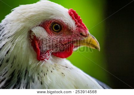Large Adult Light Brahma Chicken Farm Hen Portrait