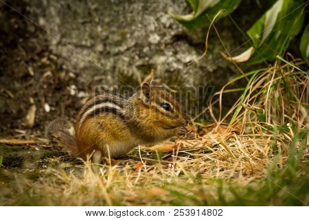 North American Chipmunk Exploring The Yard Early Spring