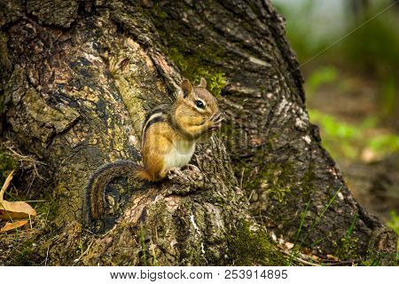 North American Chipmunk Exploring The Yard Early Spring