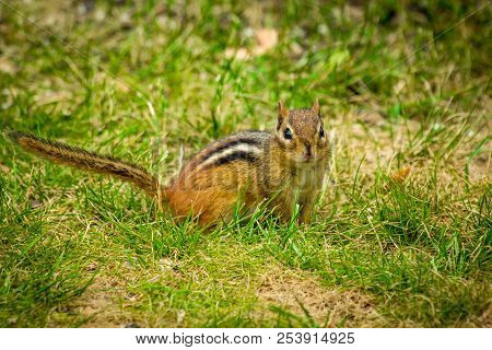 North American Chipmunk Exploring The Yard Early Spring