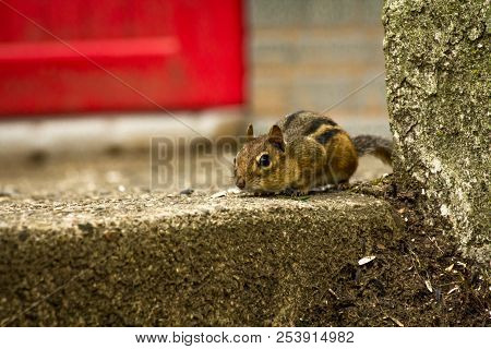 North American Chipmunk Exploring The Yard Early Spring