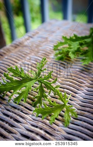 A Citronella Plant Leaves To Make Homemade Mosquito Repellant