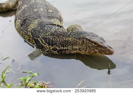 Varanus Salvator, Commonly Known As Water Monitor Or Common Water Monitor In The Water