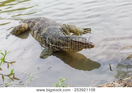 Varanus salvator, commonly known as water monitor or common water monitor in the water