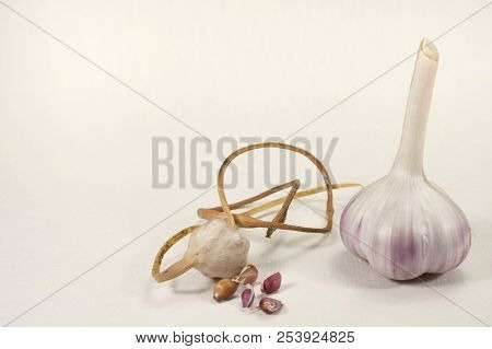Single Garlic Bulb And Bulbil Isolated On White Background Growing Garlic From Cloves Or Bulbils Fre