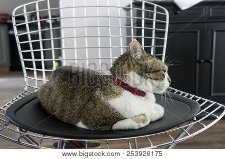 Cat Mutt Sitting Chair  Pet Red Collar