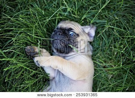 cute baby pug chihuahua mix called a chug playing on a green lawn