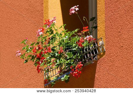 Geranium In A Box On The Window.red And Pink Geranium In A Box On The Window.