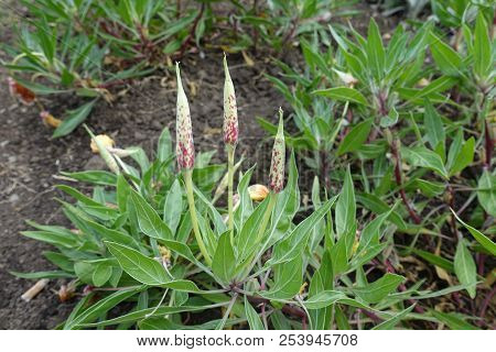 Three Buds Of Oenothera Macrocarpa In June