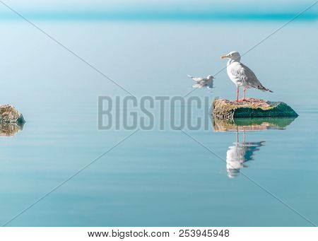 Single White Seagull Bird Sitting On Stone On Sea With Specular Reflection In Water. Beautiful Natur