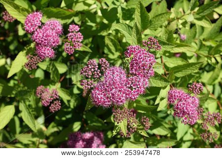 Pink Flowers Of Spiraea Japonica In Late May