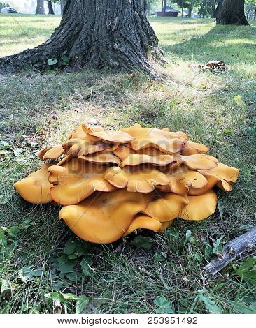 Poisonous Jack-o-lantern Or Omphalotus Olearius Mushrooms On A Green Grass Lawn With A Tree In The B