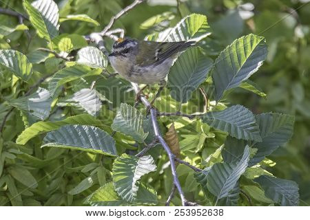 Regulus Ignicapilla, Common Firecrest On Tree